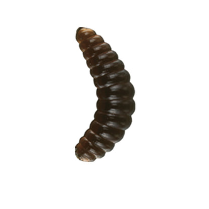 Nomura Honey Worm - MOQ 5